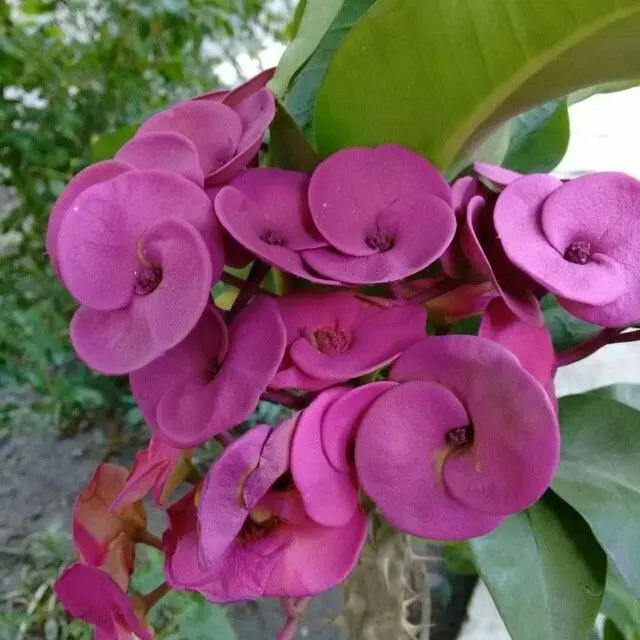 Esqueje Corona De Cristo Color Euphorbia Mercado Libre