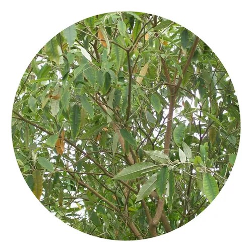 Èwé Àjé Kòbàlé Àjé Kòfolé Croton Zambesicus Planta Africana