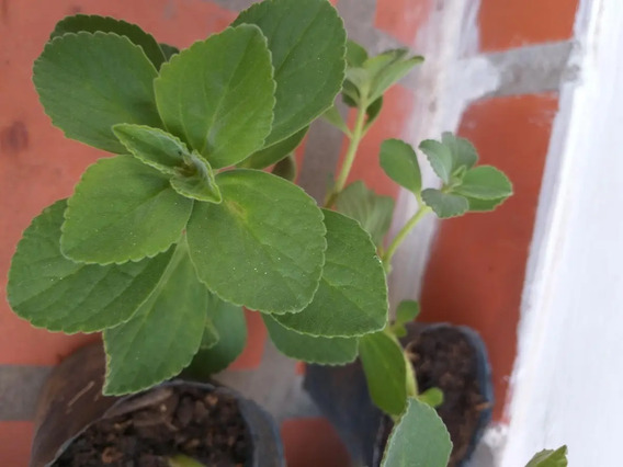 Planta Sertal Buscapina Es Medicinal | Mercadolibre 📦