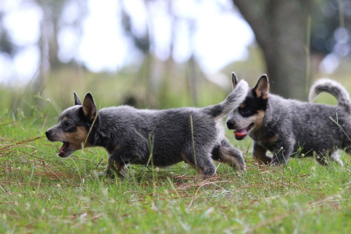 Filhote Macho Blue Heeler Com Pedigree E Teste De Audição