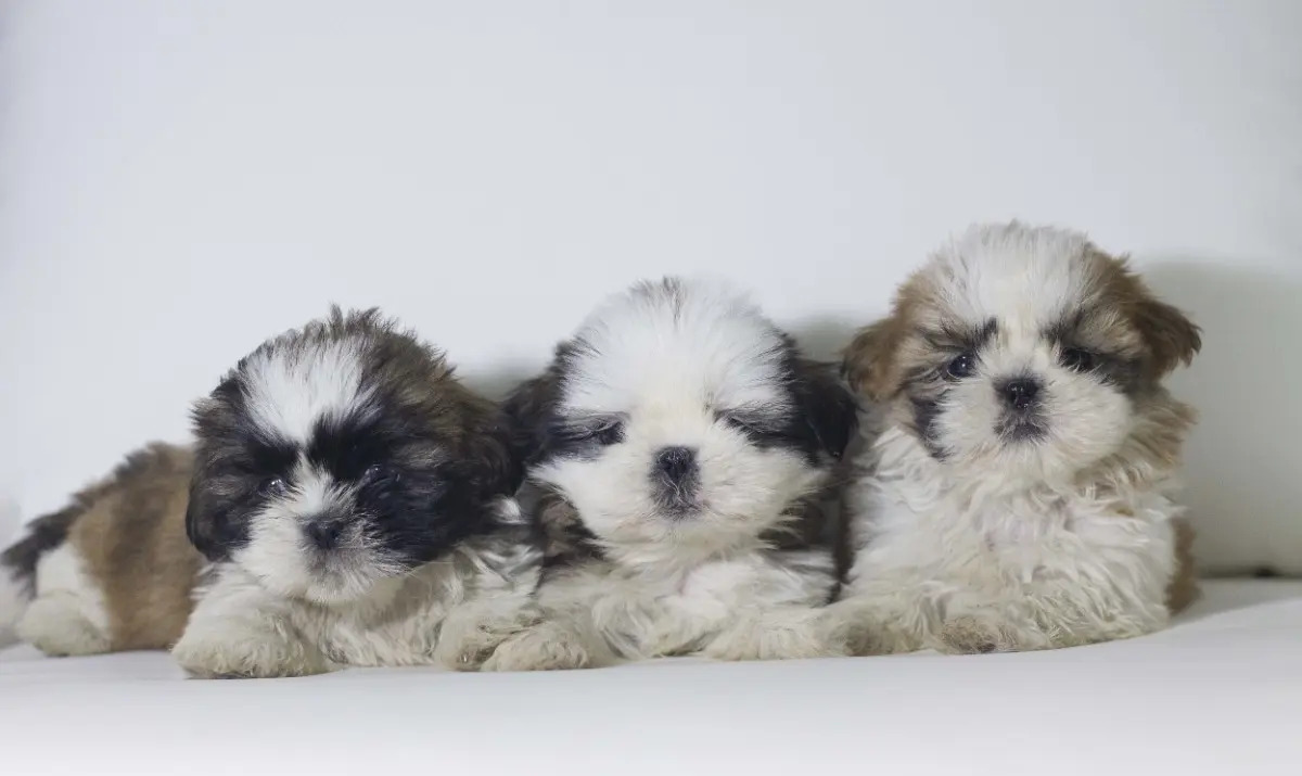 Shih Tzu Mercado Libre