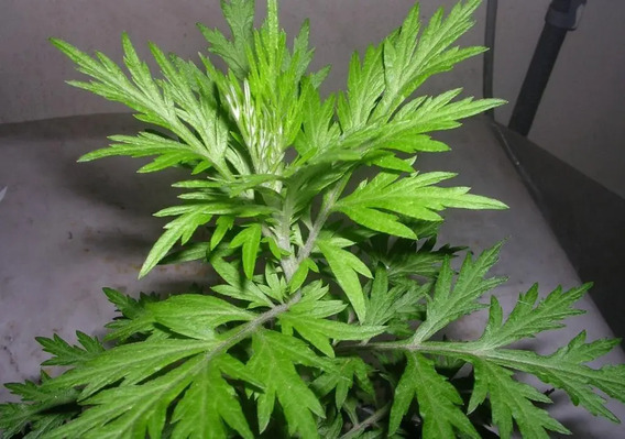 Planta Sertal Buscapina Es Medicinal | Mercadolibre 📦