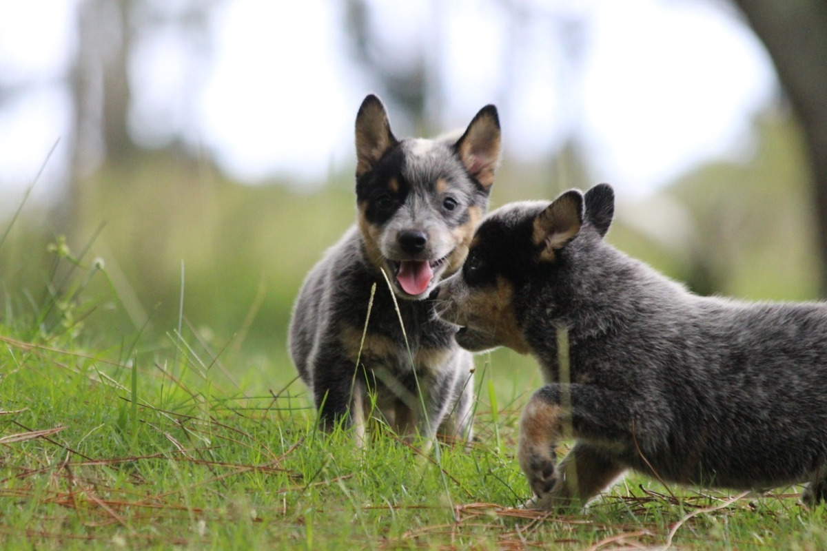 Filhote Macho Blue Heeler Com Pedigree E Teste De Audição