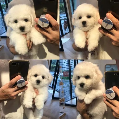 Busca French poodle cafe a la venta en Mexico. Mexico