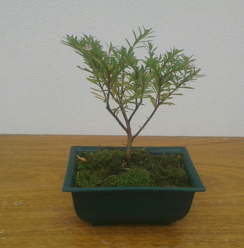 Arbol Bonsai De Erica Mercado Libre