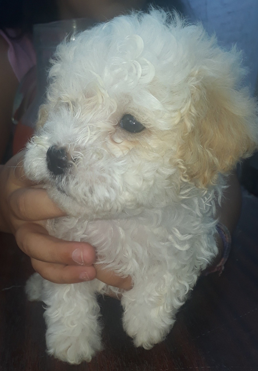 Cachorro Caniche Mini Toy (4 Machos) Mercado Libre