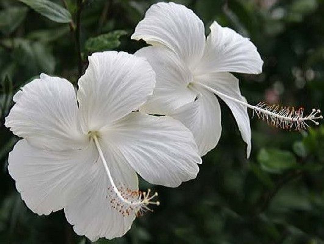 Muda De Hibisco Sinensis Branco Flores Totalmente Brancas SHOPPING MJBA
