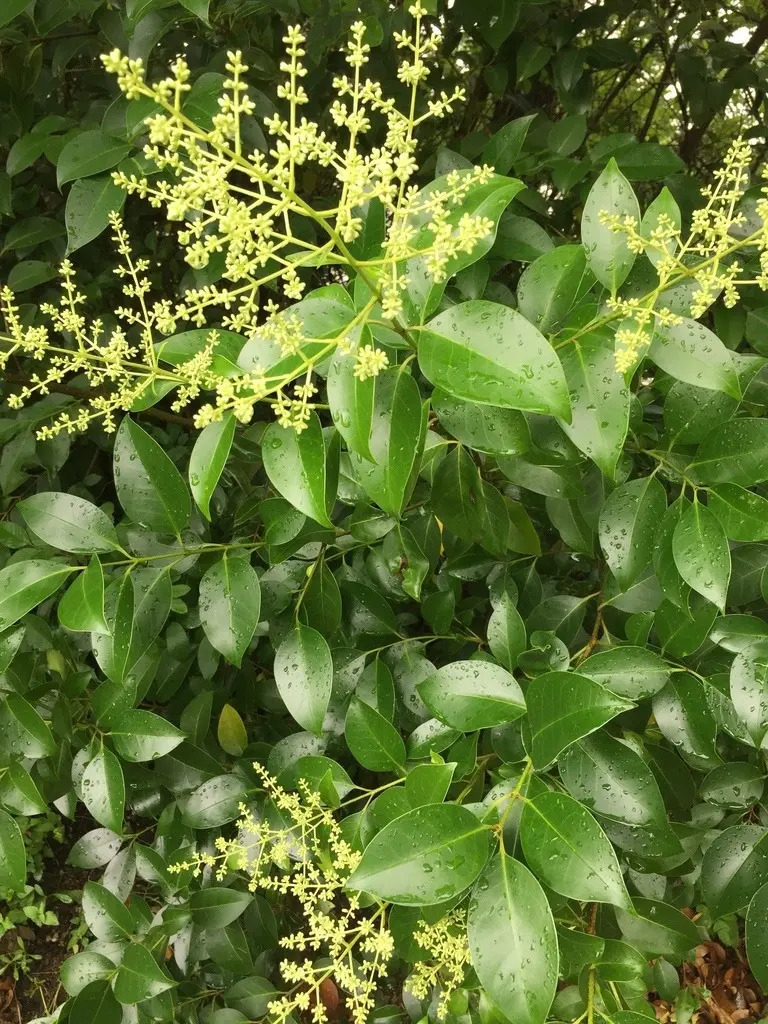 Planta Trueno (aligustre) Meses sin intereses