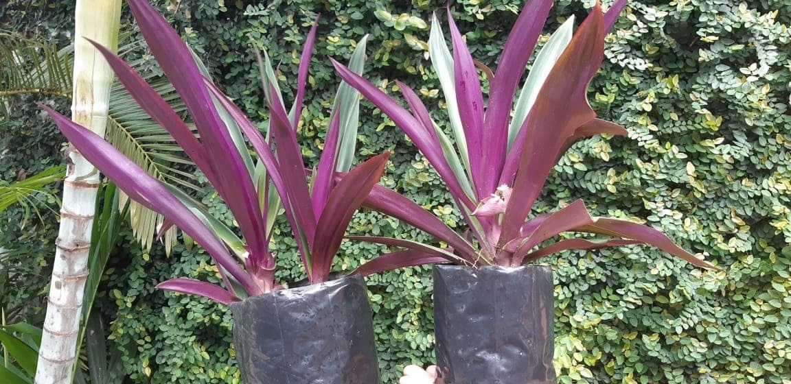 Maguey Morado 2 Pzs (tradescantia Spathacea) Mercado Libre