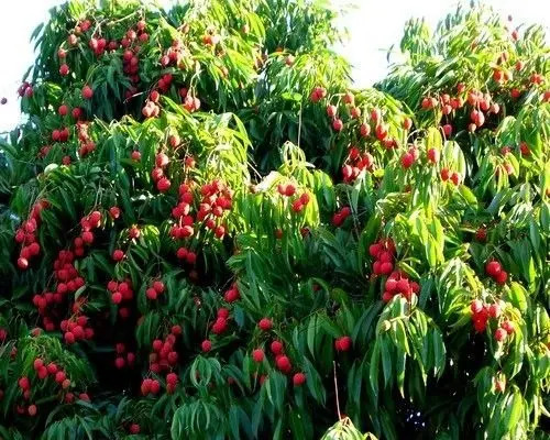 30 Sementes P Mudas Lichia Lixia Lichieira Litchi Chinensis Parcelamento Sem Juros