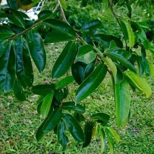 Hojas De Guanábana Para Té Frescas 100 Orgánico. 1 Kg. en venta en San