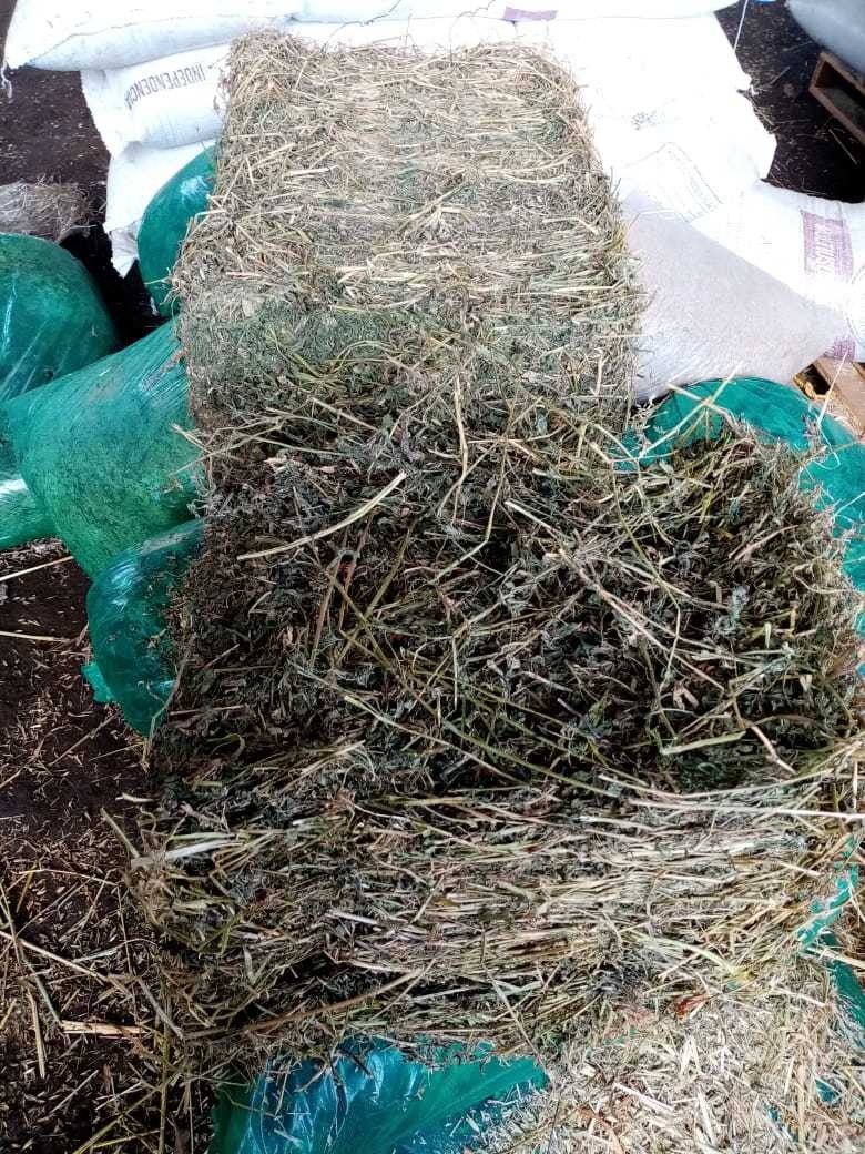 Heno De Alfalfa Para Cuyos Conejos Chinchilla 10kg Mercado Libre
