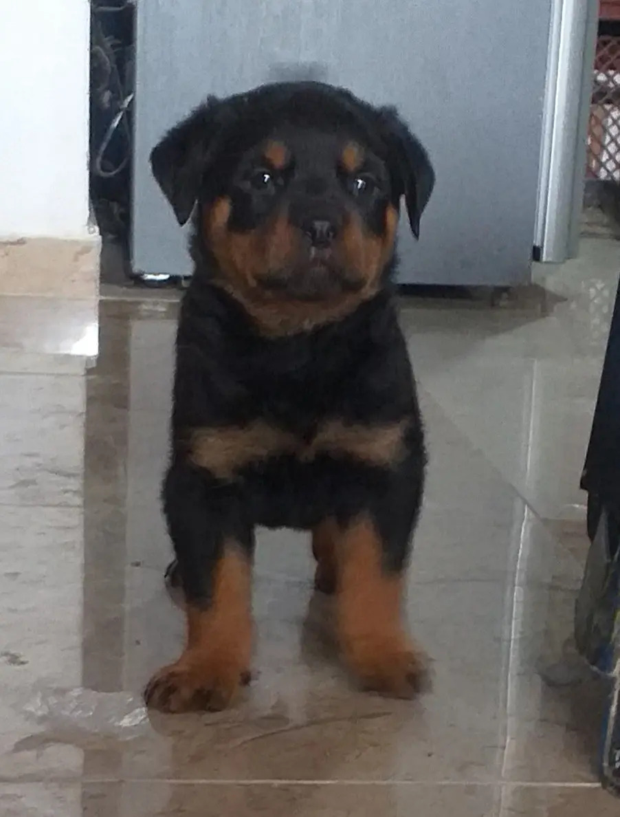 Cachorros Rottweiler Puros Mercado Libre