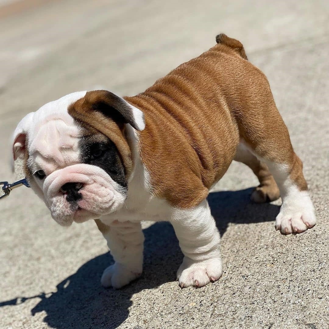 Cachorros De Bulldog Inglés De Pura Raza Mercado Libre