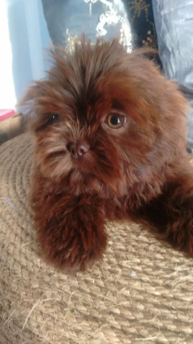 Shih Tzu Chocolate Sólido Pedigree !!!! Mercado Livre