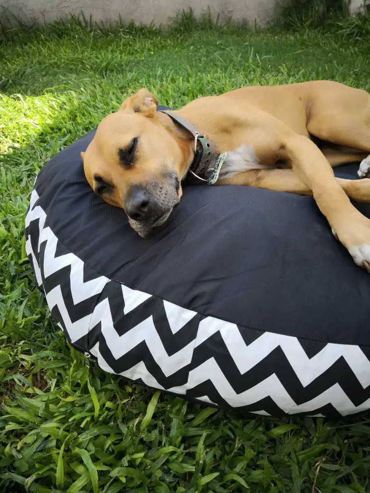 Colchones,cama, Anti Desgarro Par Perros 100cm Diamx13 Mercado Libre