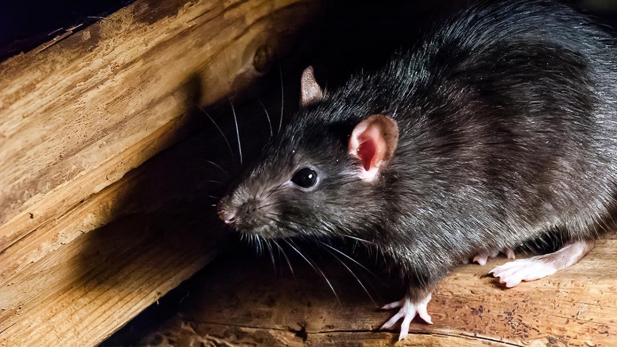 Veneno/rata Para Ratas Seca No Deja Olor Rata Garantizado HITCUBO