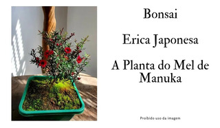 Bonsai De Erica Japonesa Mercadolivre