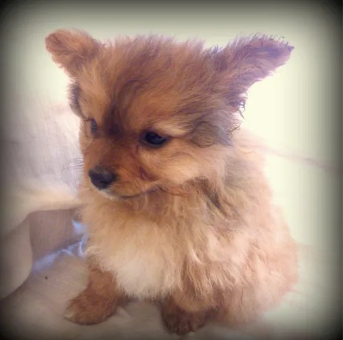 Perritos Bebes De Raza Perros De Raza Con Pedigree En Bs