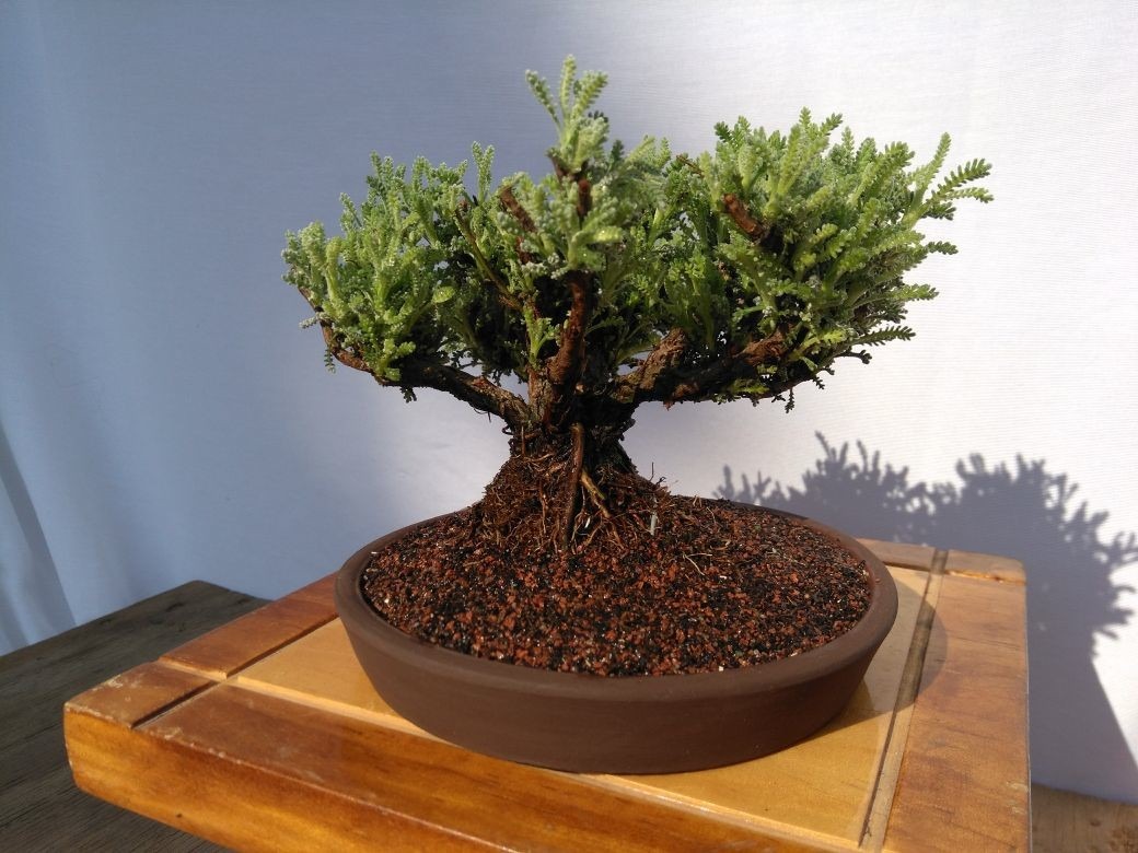 Árbol Bonsai Santolina Mercado Libre