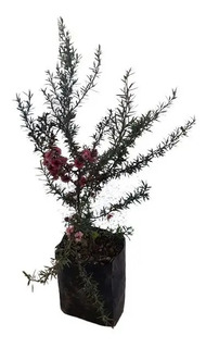 Bonsai De Erica Japonesa Mercadolivre