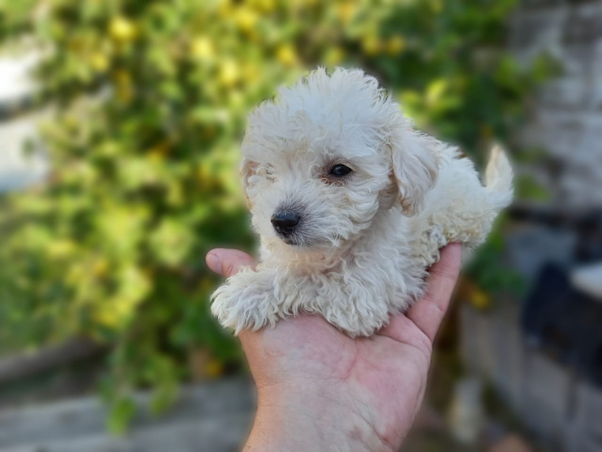 Cachorro Caniche Toy Mini Toy Apricot Mercado Libre