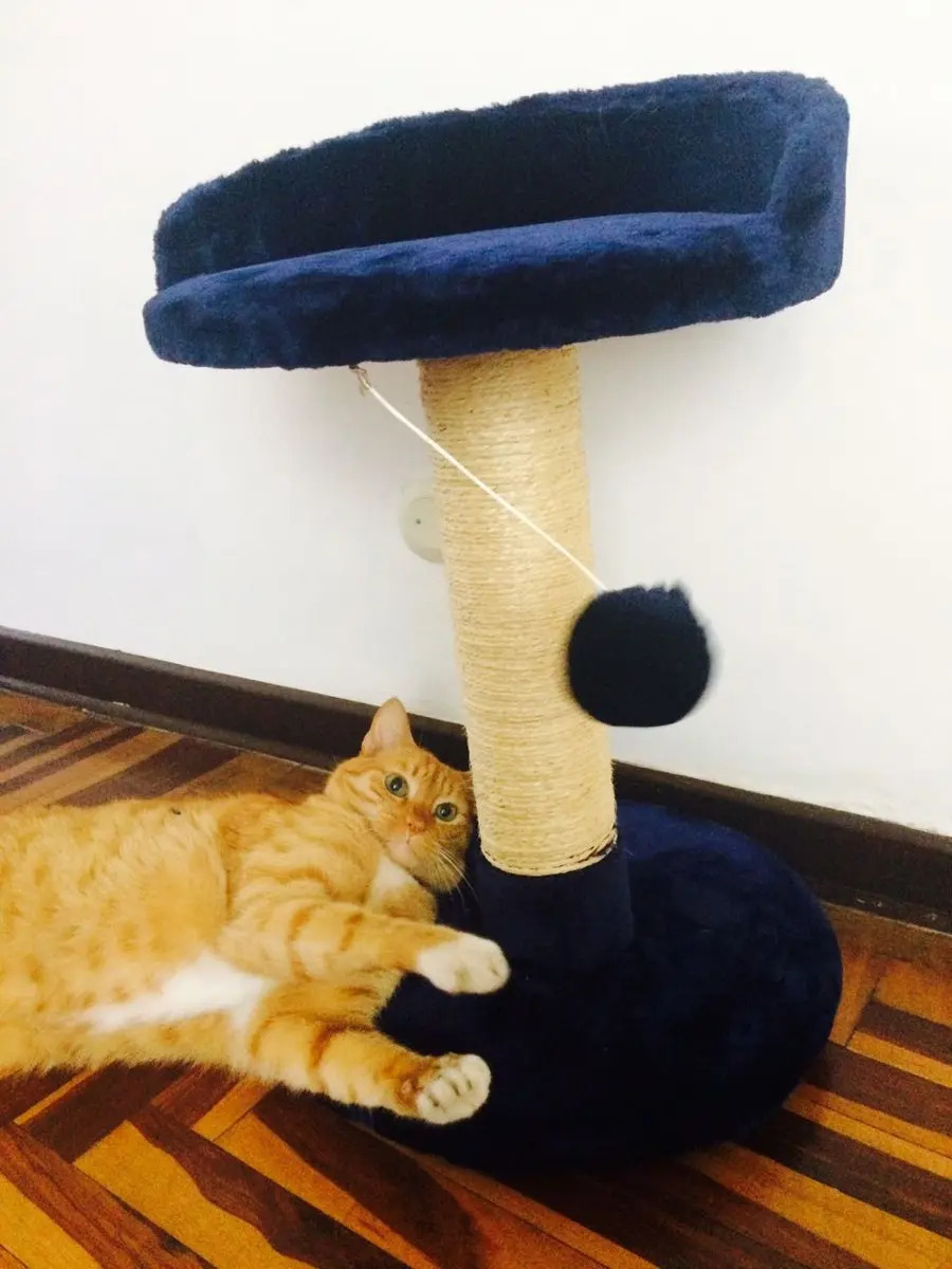 Cama Para Gato Grande Con Rascador Alto Y Juguete Mercado Libre