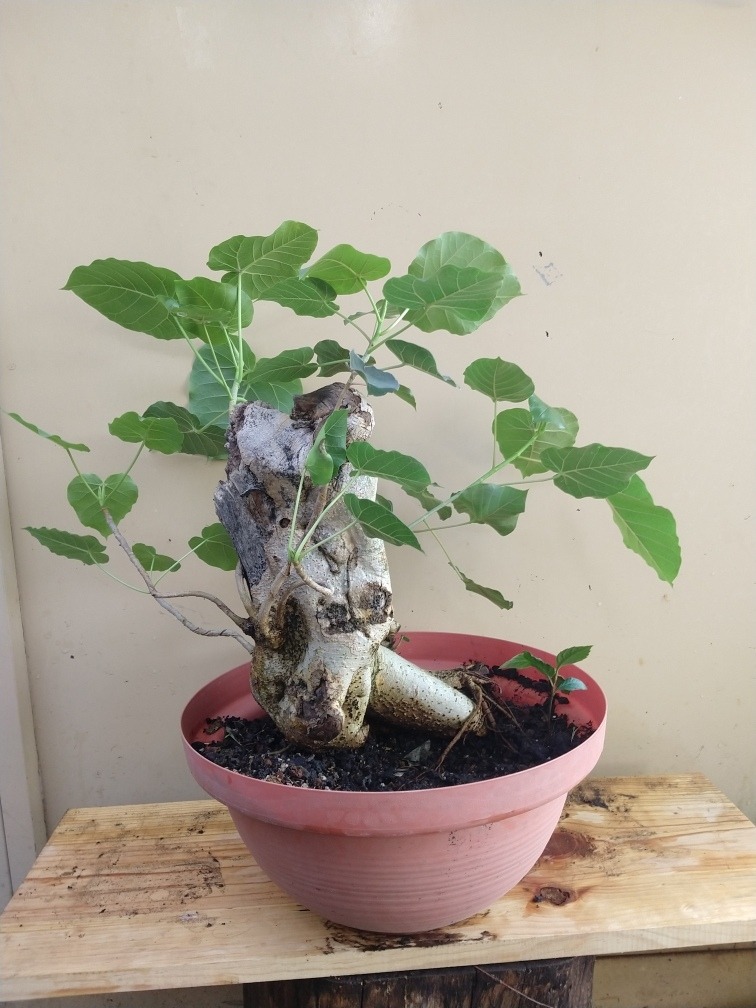 Bonsai Amate Amarillo Ficus Petiolaris 12 Años Meses sin intereses