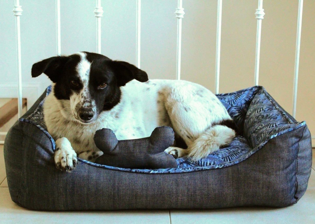 Cama Para Perro Toy Jean Y Gabardina 70 X 50 Mercado Libre