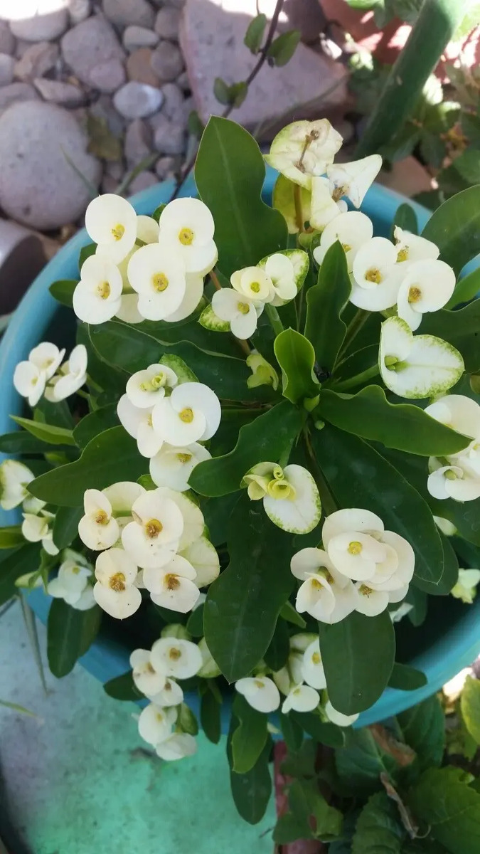 Plantas De Corona De Cristo Flor Chica Y Grande MercadoLibre