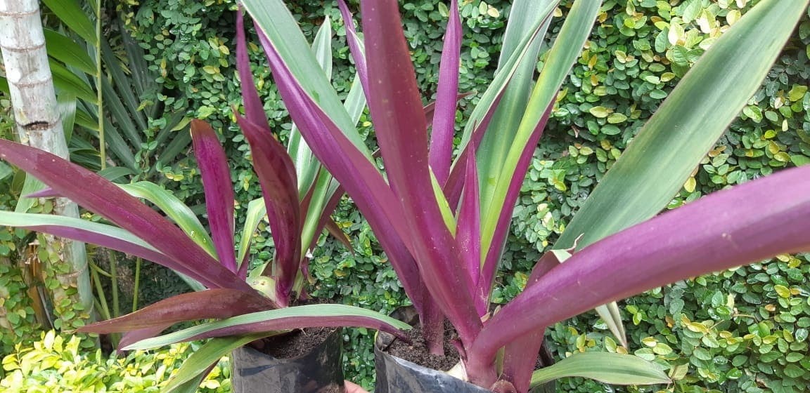 Maguey Morado 2 Pzs (tradescantia Spathacea) Envío gratis
