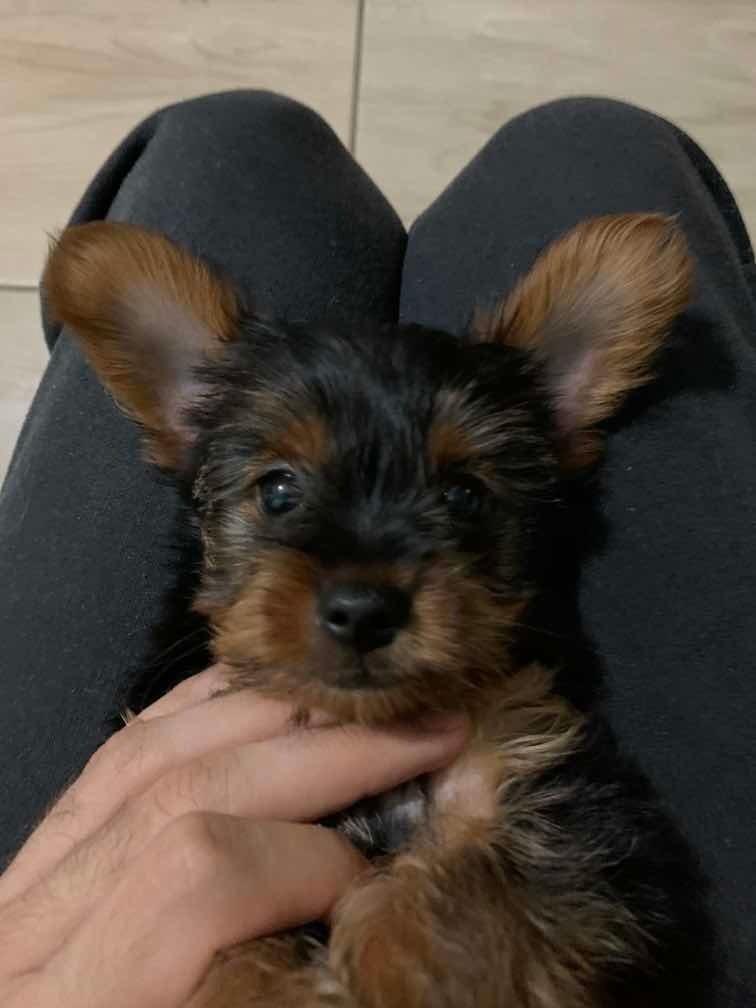 Filhote De Yorkshire Parcelamento sem juros