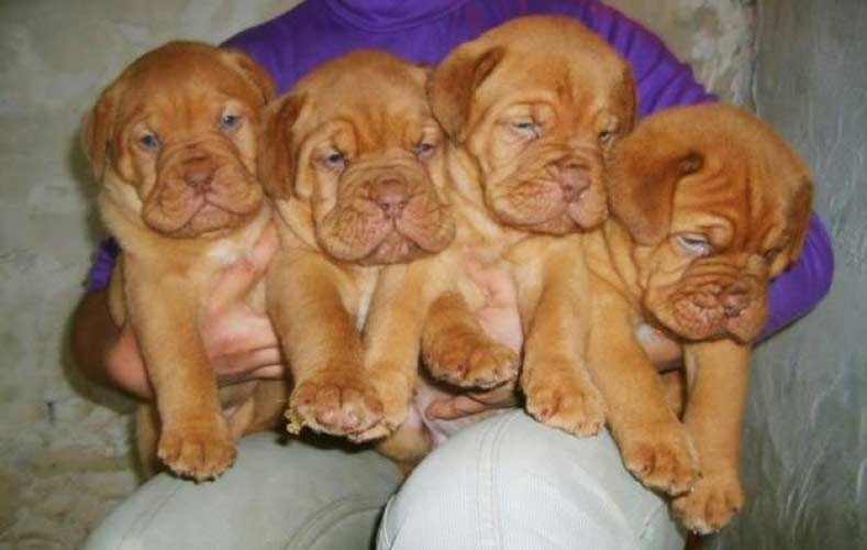 Cachorros Dogo De Burdeos Adopcion Mercado Libre