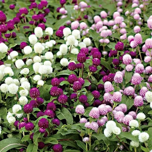 Amaranto Globoso Gomphrena Púrpura 100 Semillas Mix Colores Meses sin