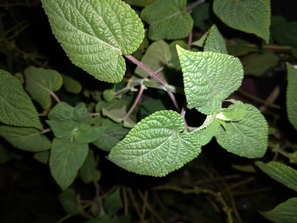Planta De Insulina Mercado Libre
