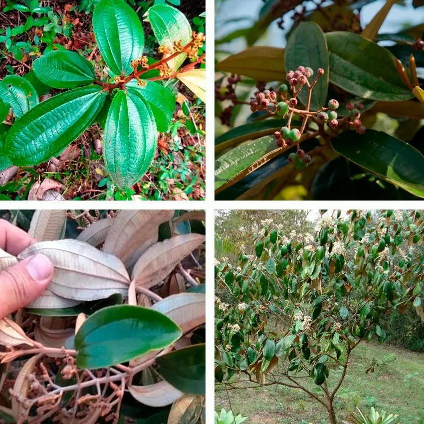 Canela De Velho Miconia Albicans Sementes Para Mudas Da Erva