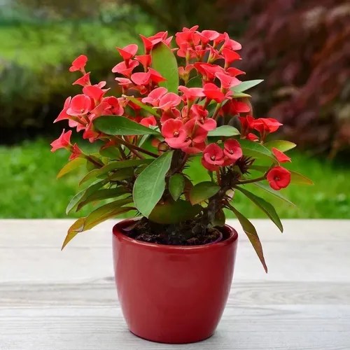 Corona De Cristo Roja ( Euphorbia Milii ) + Regalo Envío gratis