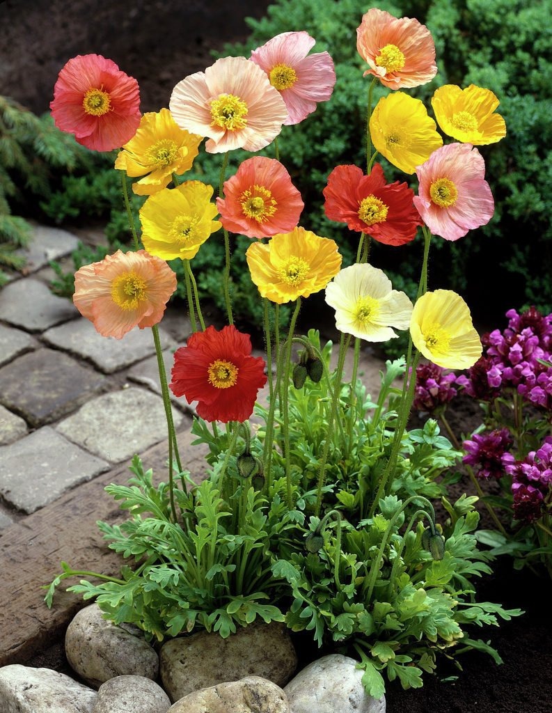 40 Semillas De Amapola De Islandia Papaver Nudicaule Planta