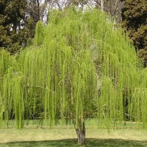 Sauce Llorón Grande Hermoso E.gratis Caba Y Gba