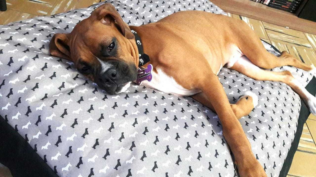 Colchón Para Perros Grandes Mercado Libre