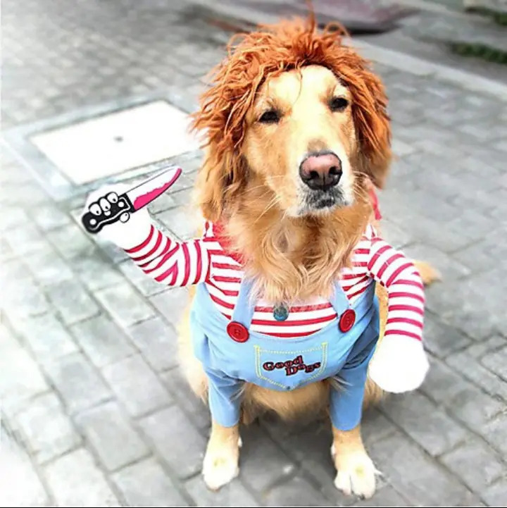 Disfraz Para Perro Chucky Meses sin intereses