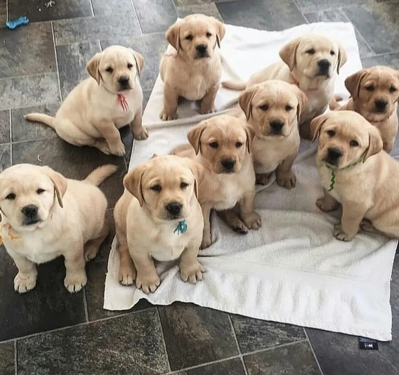 Perros de Raza Labrador en Mercado Libre Argentina