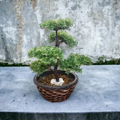 Bonsai Realista Artificial Vaso Ikebana Parcelamento sem juros