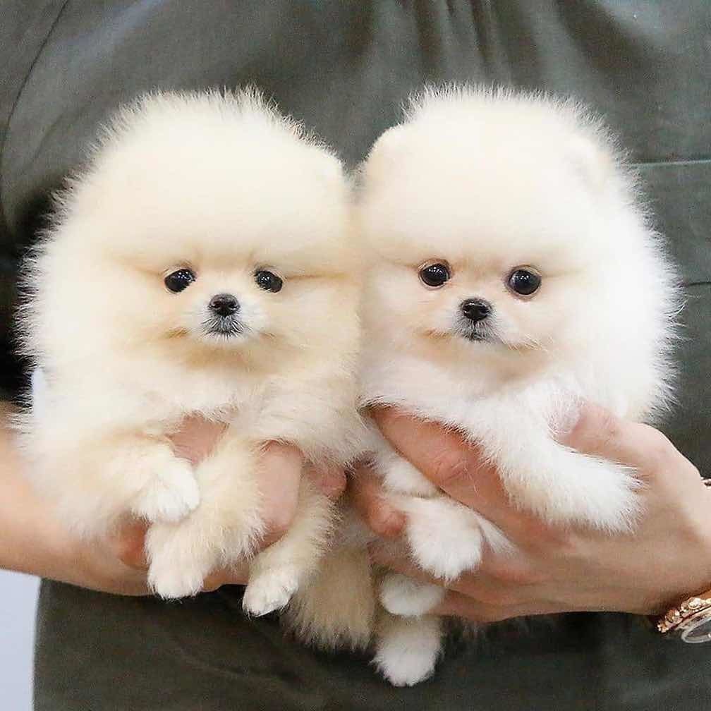 Adorables Cachorros De Pomerania En Venta Mercado Libre