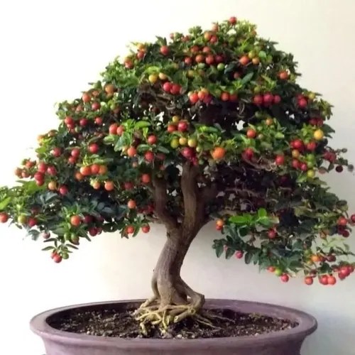 Semillas 30 Bonsai Cafe Arabica Utilizado Colombia Y Brasil Meses sin