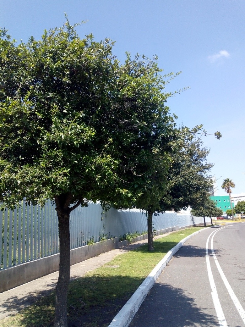Encino Siempre Verde,quercus Virginian 15 Semillas Bellotas Meses sin