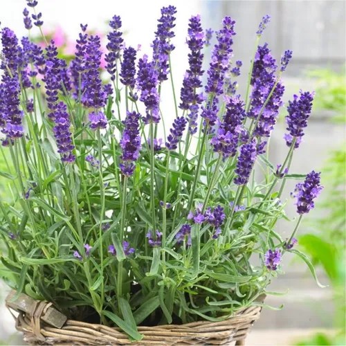 Semillas De Lavanda Flor Para Cultivar