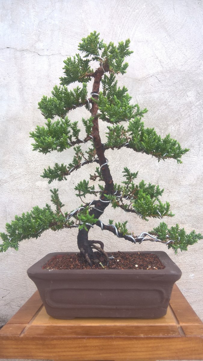 Árbol Bonsai Junipero Mercado Libre