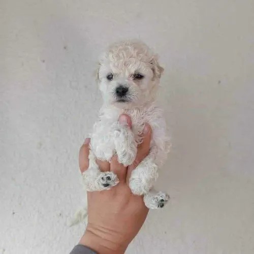 Se Vende Hermosos Cachorritos French Poodle Mini Toy en venta en Quito