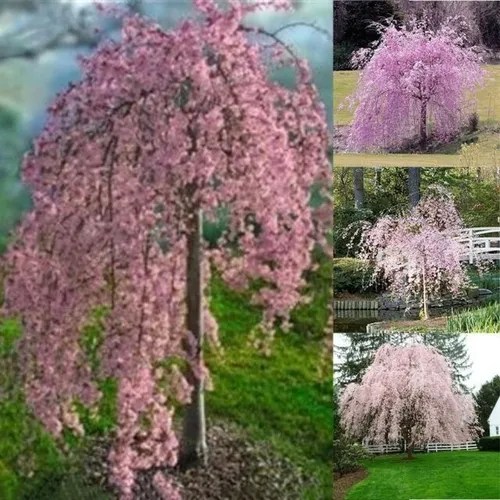 1 Arbol De Cerezo Japones Lloron Rosado Pink Shower Tree Cuotas sin